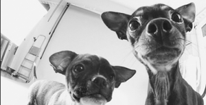 bullen och pixel